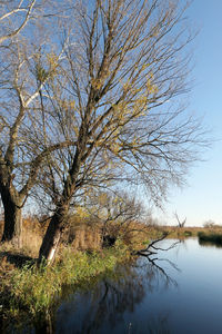 Bare tree by lake against sky