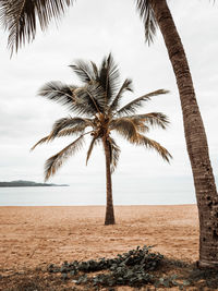 Palm trees on beach against sky