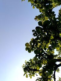 Low angle view of tree against clear blue sky