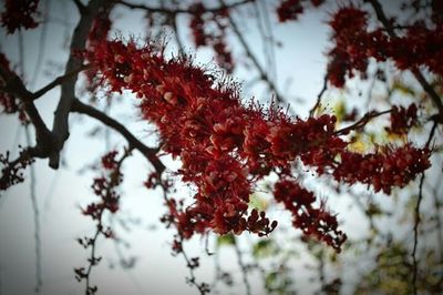 Close-up of leaves on branch