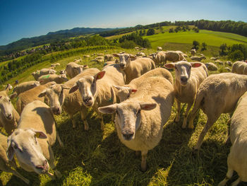 View of sheep on field