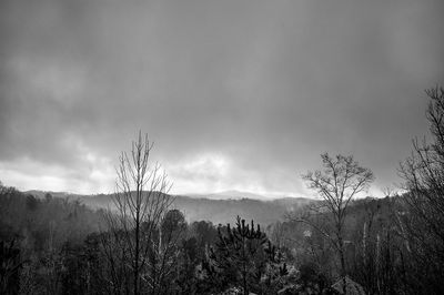 Scenic view of forest against sky