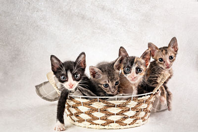 Portrait of cats in basket