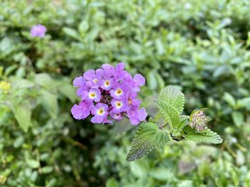 Close-up of purple flowering plant