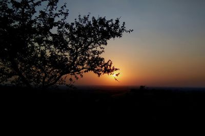 Silhouette tree against clear sky at sunset