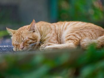 Cat sleeping