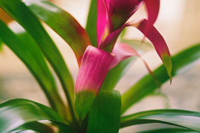 Close-up of purple flowering plant