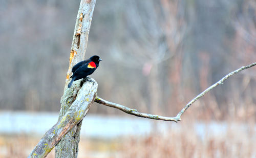 Close-up of bird perching on tree trunk