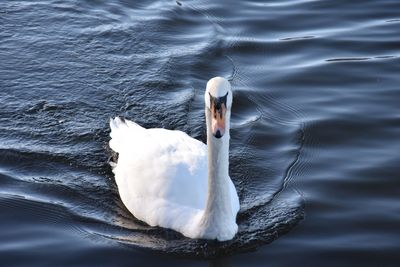 High angle view of swan swimming in lake