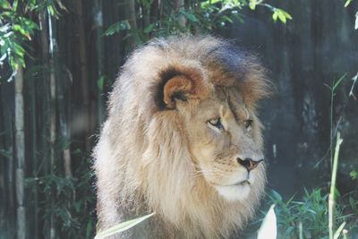 Close-up of gorilla in zoo