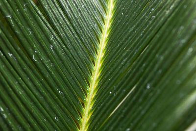 Full frame shot of wet leaf