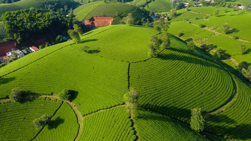 High angle view of agricultural field