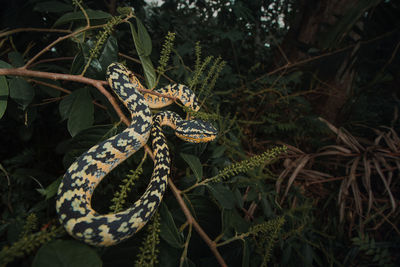 Close-up of a lizard on tree