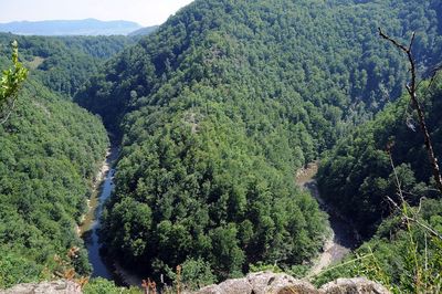 High angle view of trees in forest