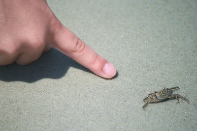 Cropped image of person finger by crab at beach