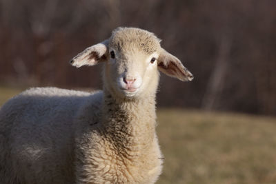 Close-up of a sheep on a field