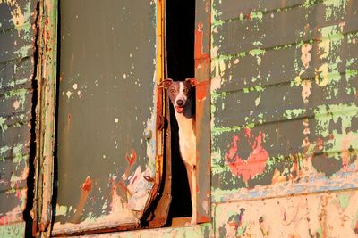 Portrait of dog against wall