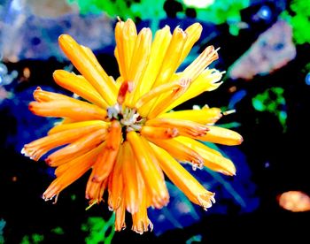 Close-up of yellow flower blooming outdoors