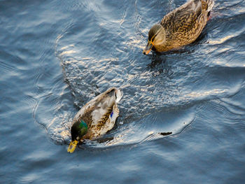 Fish swimming in water