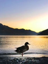 Bird on a lake