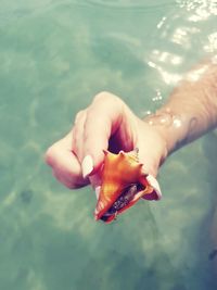 Cropped hand of woman holding seashell in sea