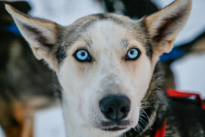 Close-up portrait of dog