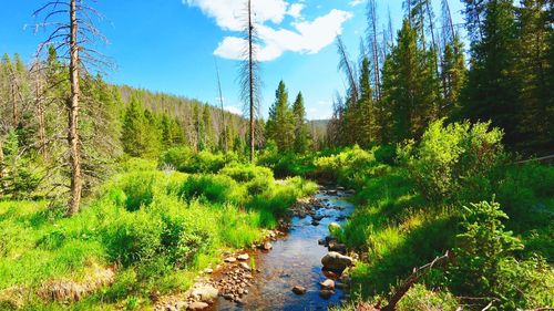 Scenic view of forest against sky