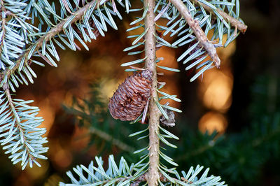 Close-up of pine cones on tree