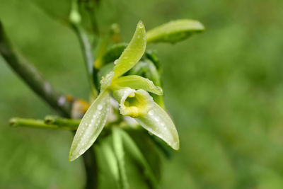 Close-up of raindrops on plant