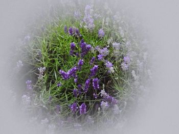 Close up of purple flowers