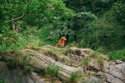 Dog on rock in plants