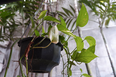 Close-up of potted plant hanging on tree