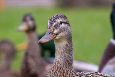 Close-up of a female malard duck 