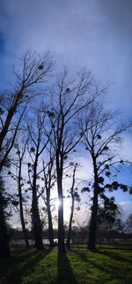 Bare trees on field