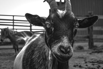 Close-up portrait of goat