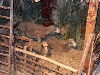 High angle view of horses in pen