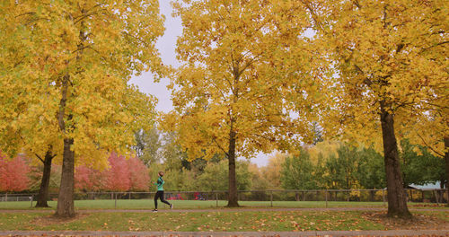 Trees in park during autumn