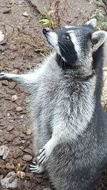 Close-up of cat