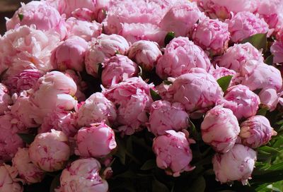 Close-up of pink flowers