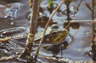 Close-up of frog swimming in lake