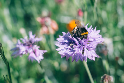 Close-up of bee pollinating on purple flower