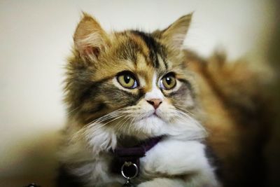 Close-up portrait of a cat