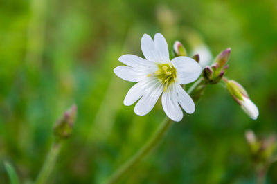 Close-up of white flowering plant