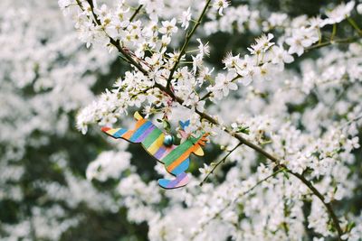 Low angle view of cherry blossoms on tree