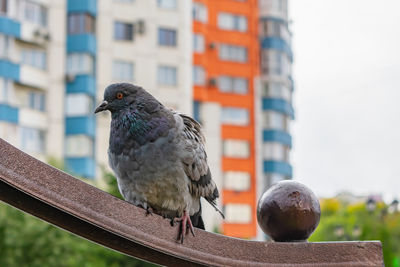 Close-up of bird perching on branch