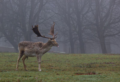 Deer on field in forest