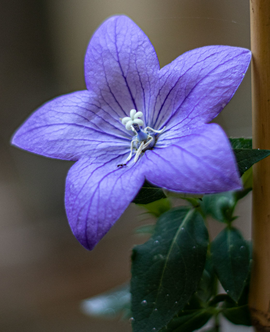 CLOSE-UP OF PURPLE FLOWER ON PLANT