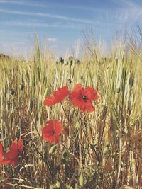 Close-up of red poppy flowers growing on field