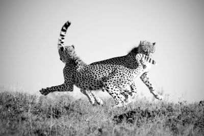 Side view of a cat on field