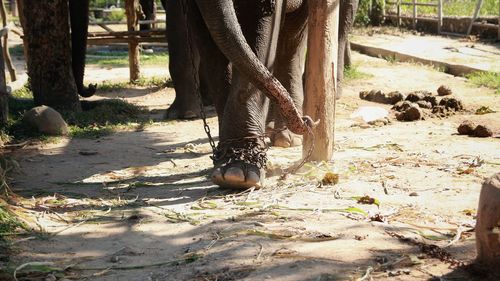 Low section of horse in zoo